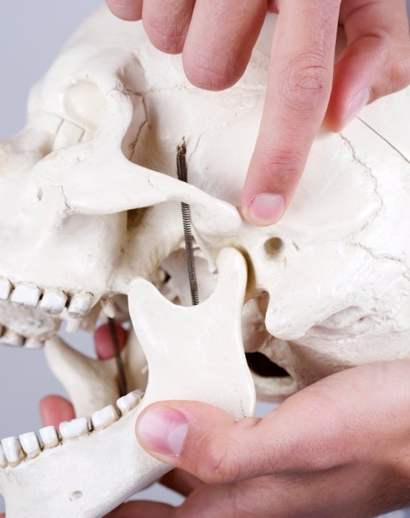 Skull model used to explain T M J treatment